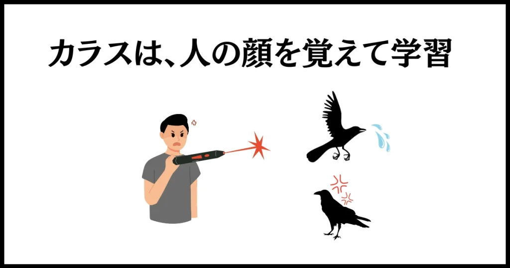 レーザーポインターによる攻撃で、カラスは人の顔を覚える